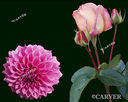 31005_RoseandFlower1c10x8.jpg