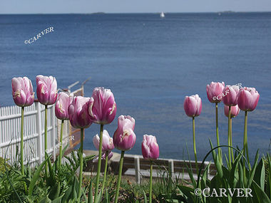 Purple by the Sea
From the Washington St. Public Garden in Beverly, Ma.
Keywords: Beverly; flower; public garden; garden; photograph; picture; print