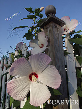 Big and Bigger
From a side street near downtown Beverly, MA.
Keywords: Beverly; flower; public garden; garden; photograph; picture; print