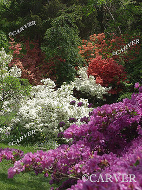 The Splendors of Spring
Colors burst out on the pathways at Long Hill in Beverly, MA
Keywords: Long Hill; spring; Beverly; purple flower; public garden; garden; photograph; picture; print