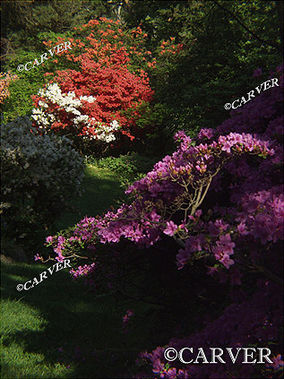 Blooming Glory
From Long Hill in Beverly.
Keywords: Long Hill; spring; Beverly; flower; public garden; garden; photograph; picture; print