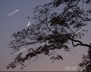 Cradle in the Bough
A sliver of a new moon rests in the colors of twilight and the branches of a tree.
From the corner of Hale and Lothrop St. in Beverly, MA.
Keywords: new moon; cradle moon; twilight; Beverly; art; photograph; picture; print