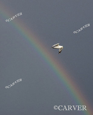 Over the Rainbow
A seagull soars over part of a rainbow.
Keywords: rainbow; seagull; bird; color; sky; twilight; Beverly; art; photograph; picture; print