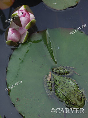 A Stilled Scene
Composed for the geometry of the shapes, this photograph is one the artist's 
favorites. The lily has closed up for the day while the frog is content nearby.
Shot at twilight at Long Hill in Beverly, MA.
Keywords: daylily; art; pond; long hill; Beverly; photograph; picture; print