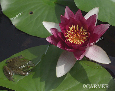 The Coolest Pad on the Pond
A small frog on a water lily pad considers the shade.
From Long Hill in Beverly, MA.
Keywords: art; water lily; frog; pond; long hill; Beverly; photograph; picture; print