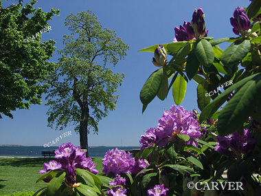 Springtime Geometry
Rhododendrons blossom by the sea at  Lynch Park in Beverly, MA.
