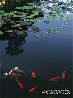 Koi School
Koi fish gather under the lilies at the Garden at the Ropes Mansion in Salem, MA.
Keywords: koi; salem; garden; pond; lily; ropes mansion; photograph; picture; print