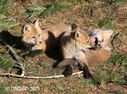 Red_Fox_5989758_carver.jpg